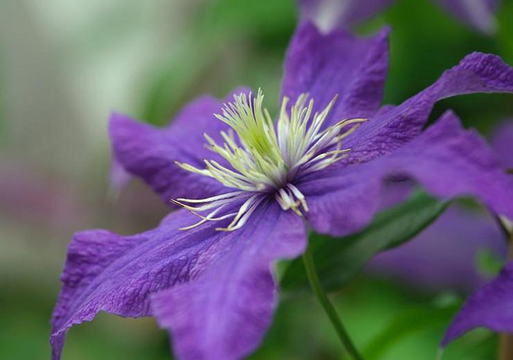 Clematis 'Rhapsody', Large-Flowered Clematis 'Rhapsody', group 2 clematis, Purple clematis, Clematis Vine, Clematis Plant, Flower Vines, Clematis Flower, Clematis Pruning,